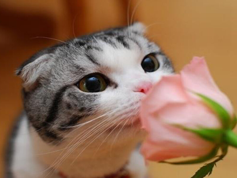 Scottish Fold Cat — Gray