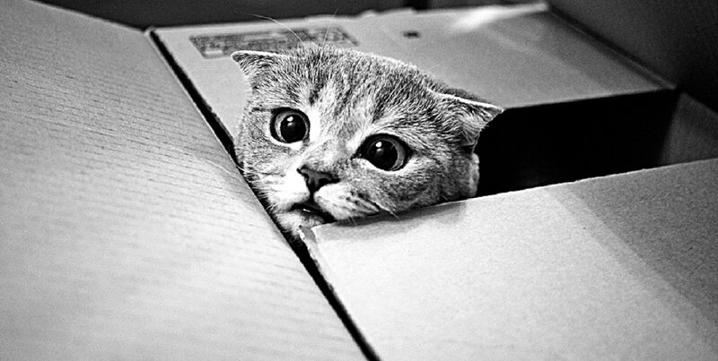 Scottish Fold Cat in Box