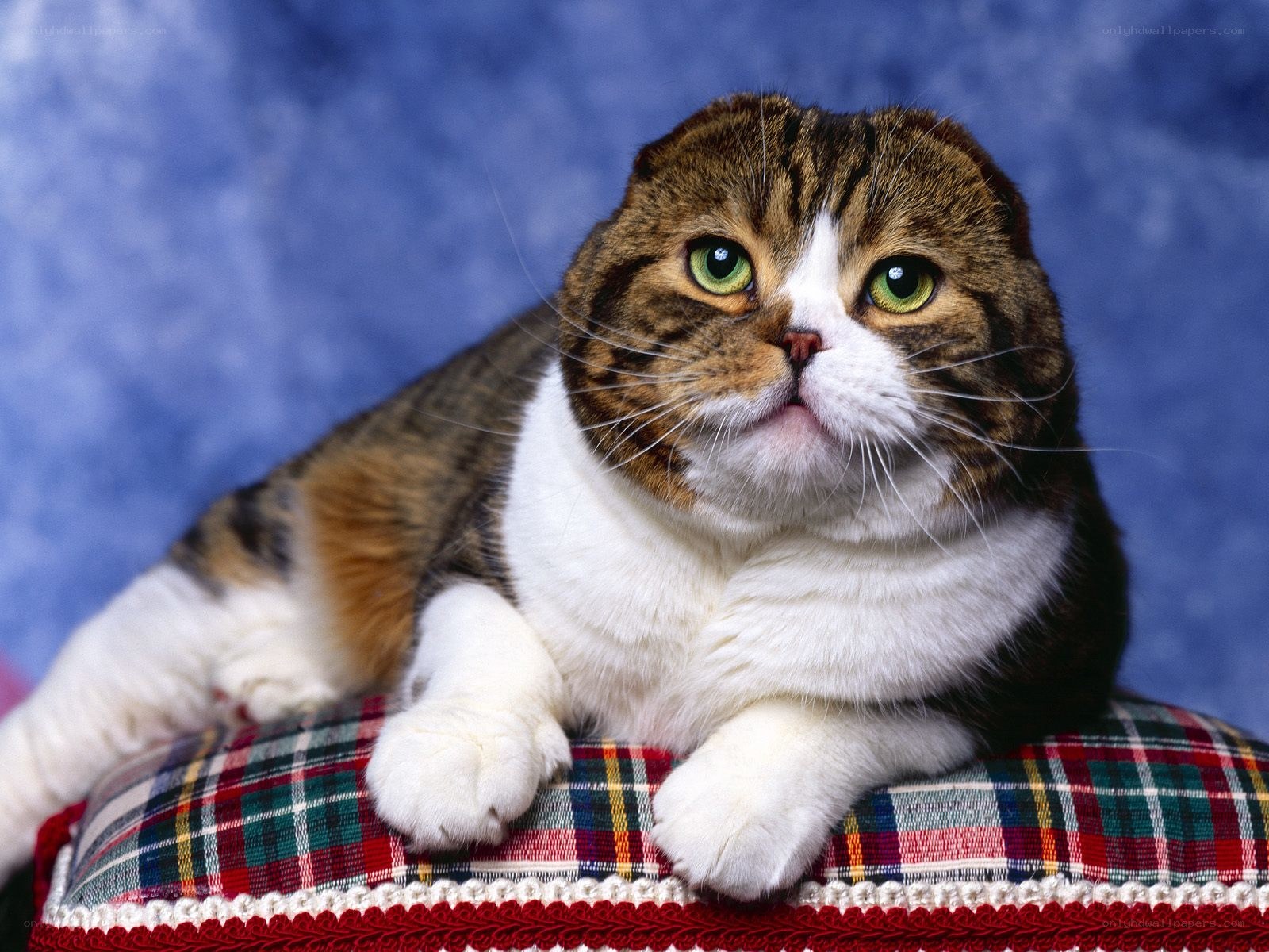 Scottish Fold cat on plaid cushion