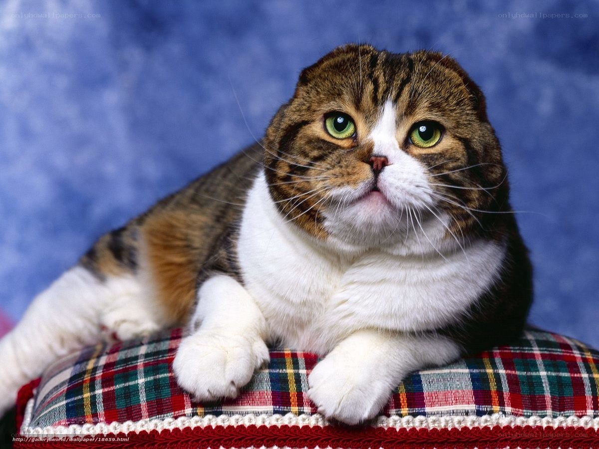 Scottish Fold cat on plaid cushion