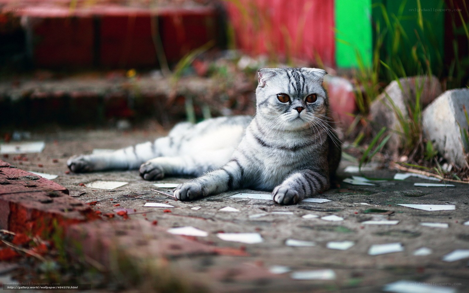 Scottish Fold cat resting outside