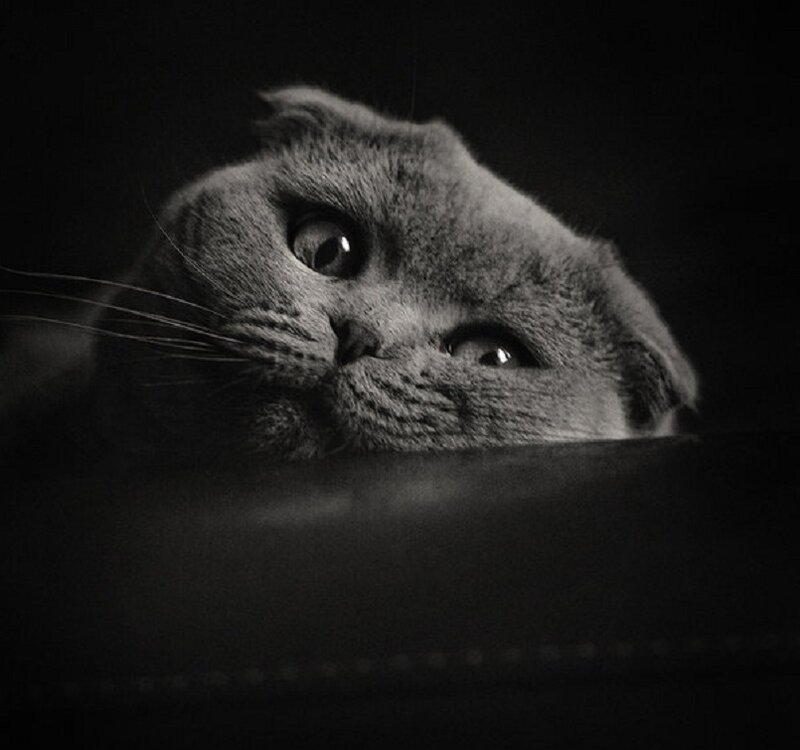 Scottish Fold Cat