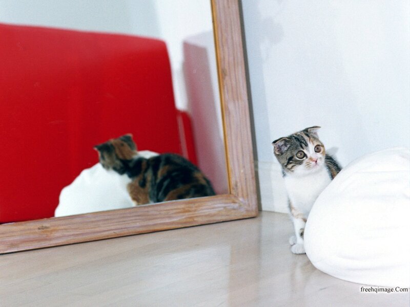 Scottish Fold Cat — White, Curious