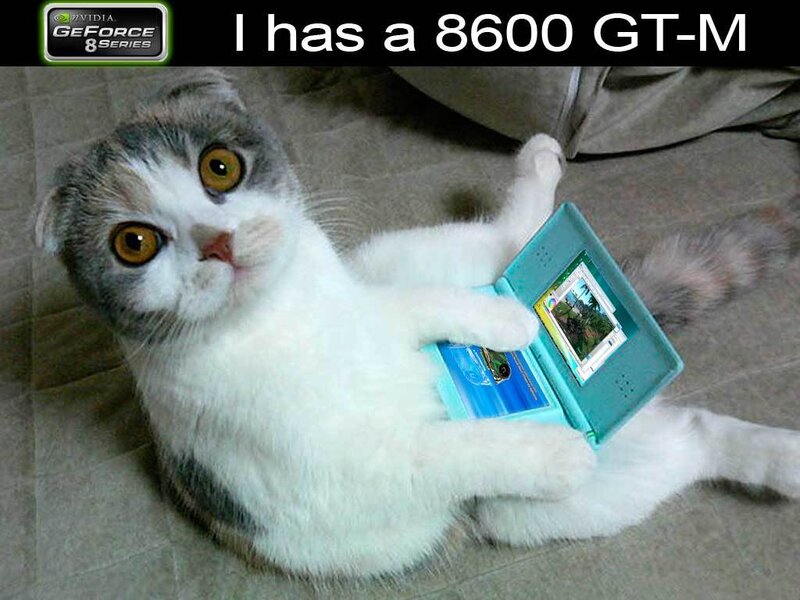Scottish Fold Cat — White
