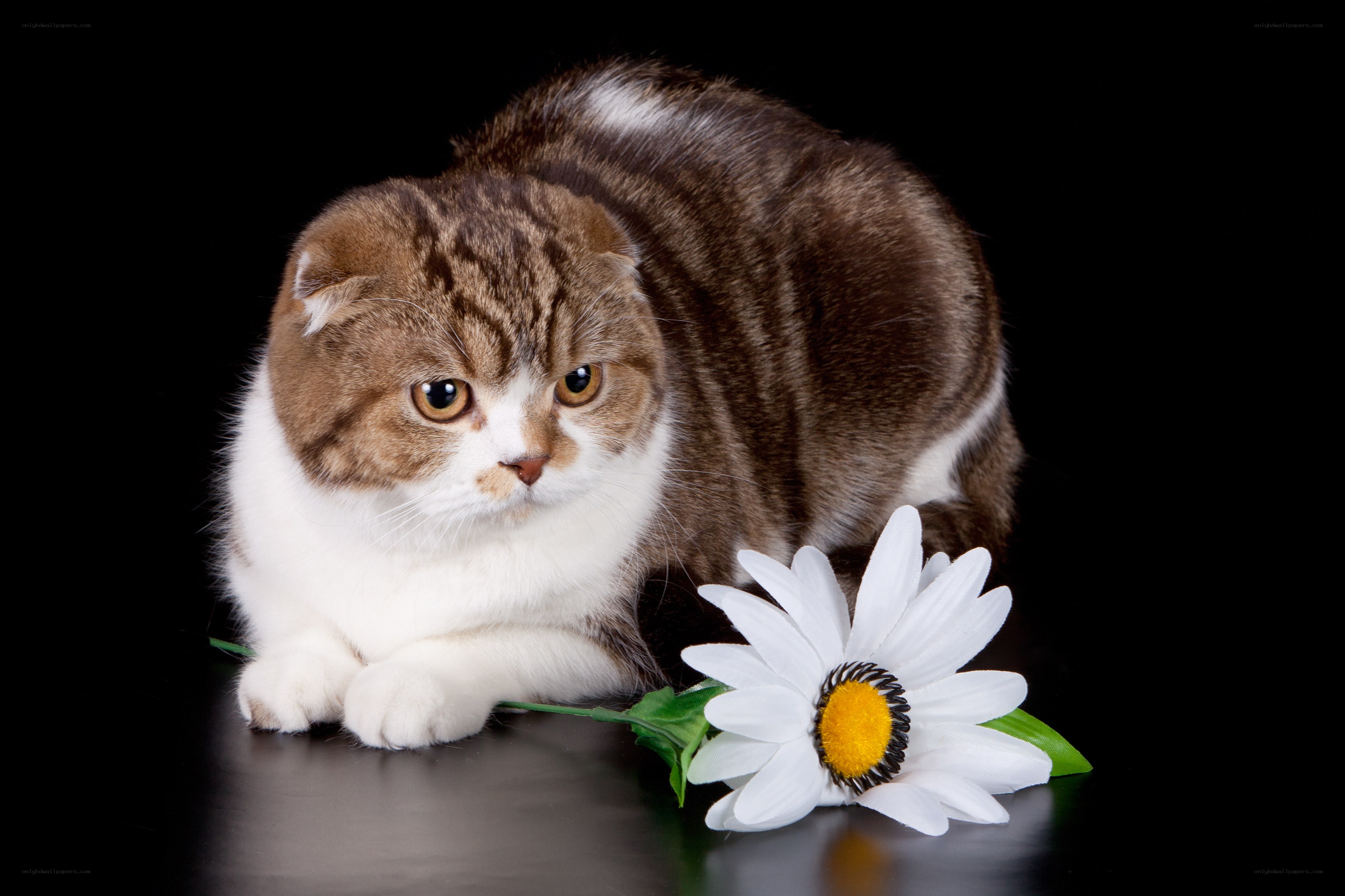 Scottish Fold cat with daisy