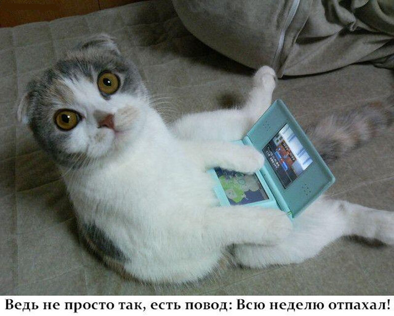 Scottish Fold Cat with Handheld Console