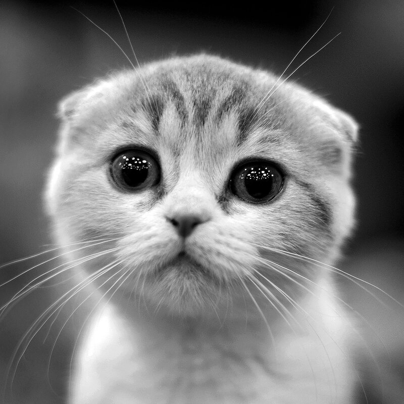 Scottish Fold Kitten — Black, Neutral