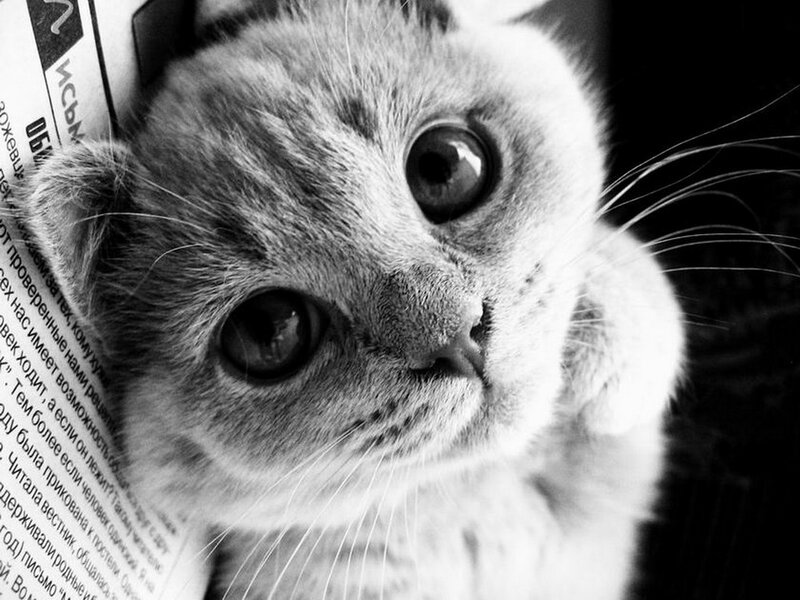 Scottish Fold Kitten — Black