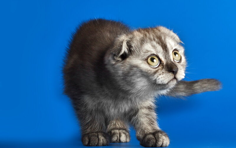 Scottish Fold Kitten — Blue