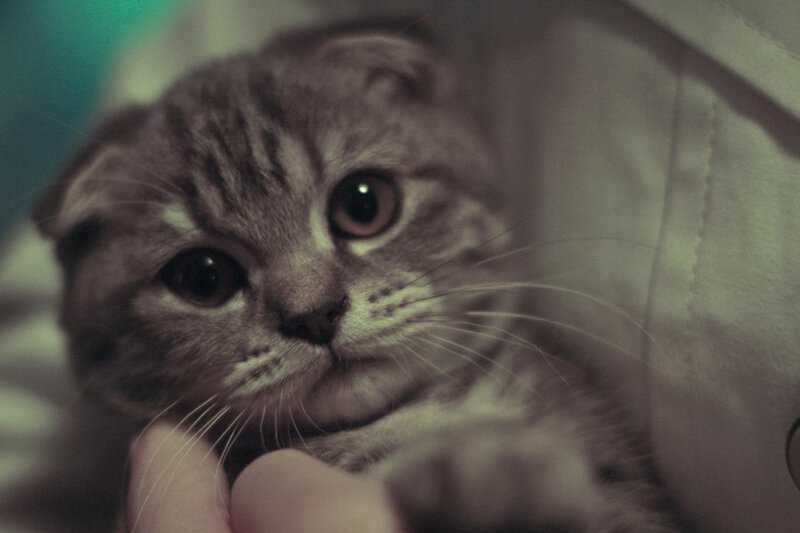 Scottish Fold Kitten — Gray