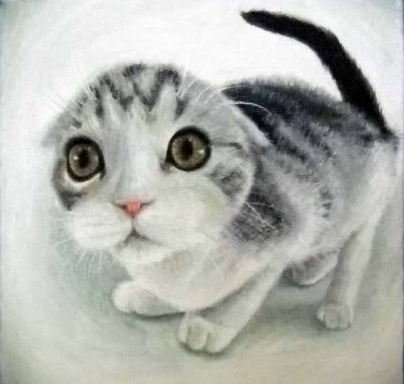Scottish Fold Kitten