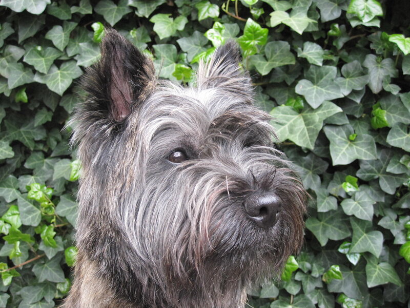 Scottish Terrier Dog
