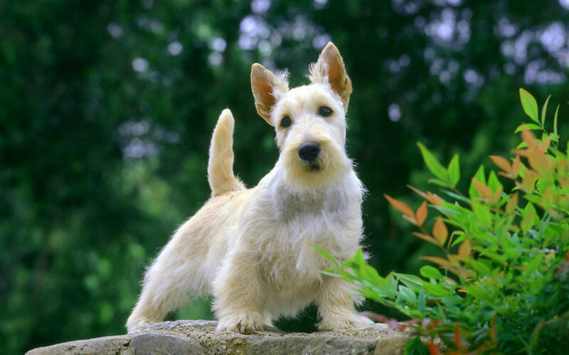 Scottish Terrier Dog — White