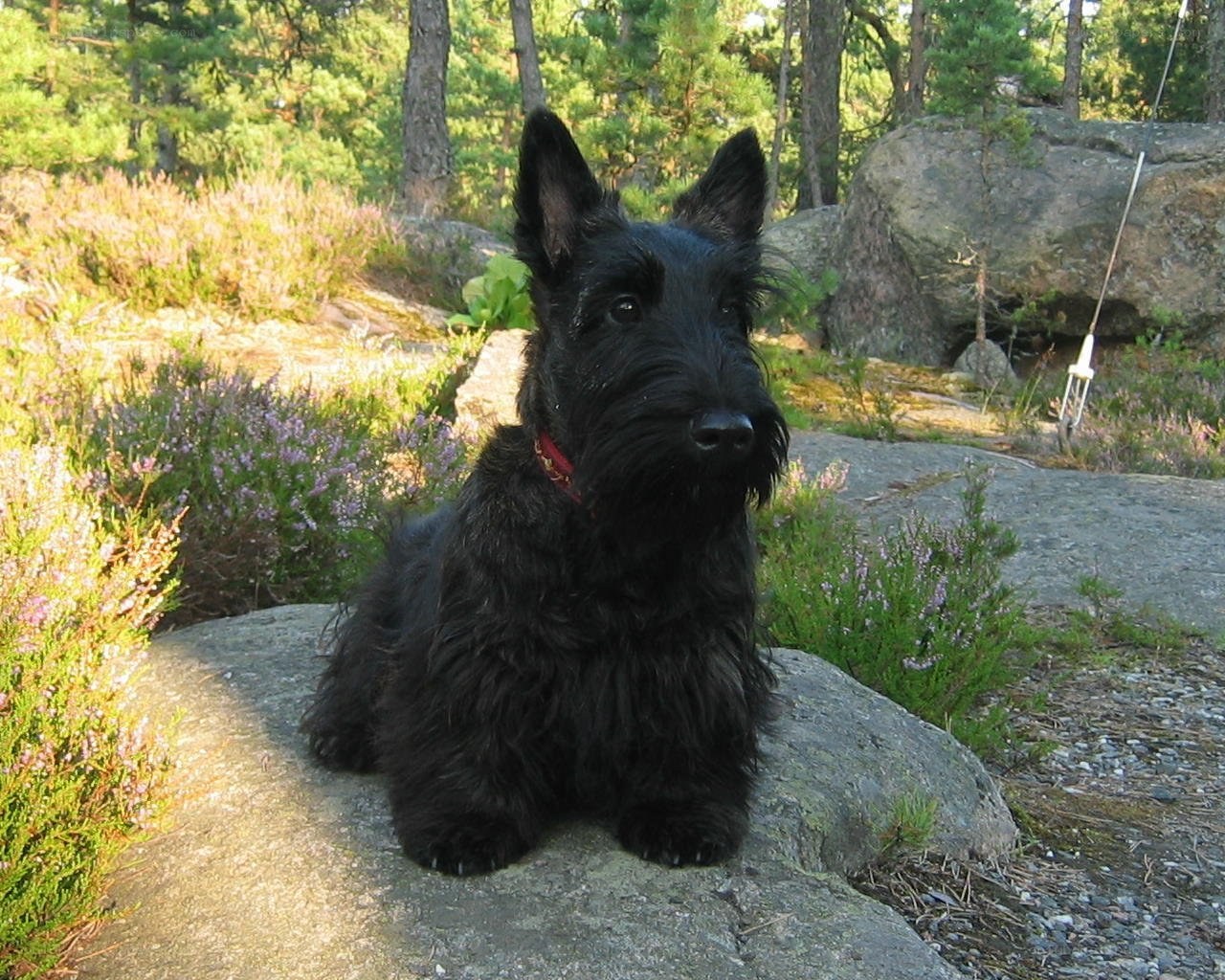 Scottish terrier on a rock