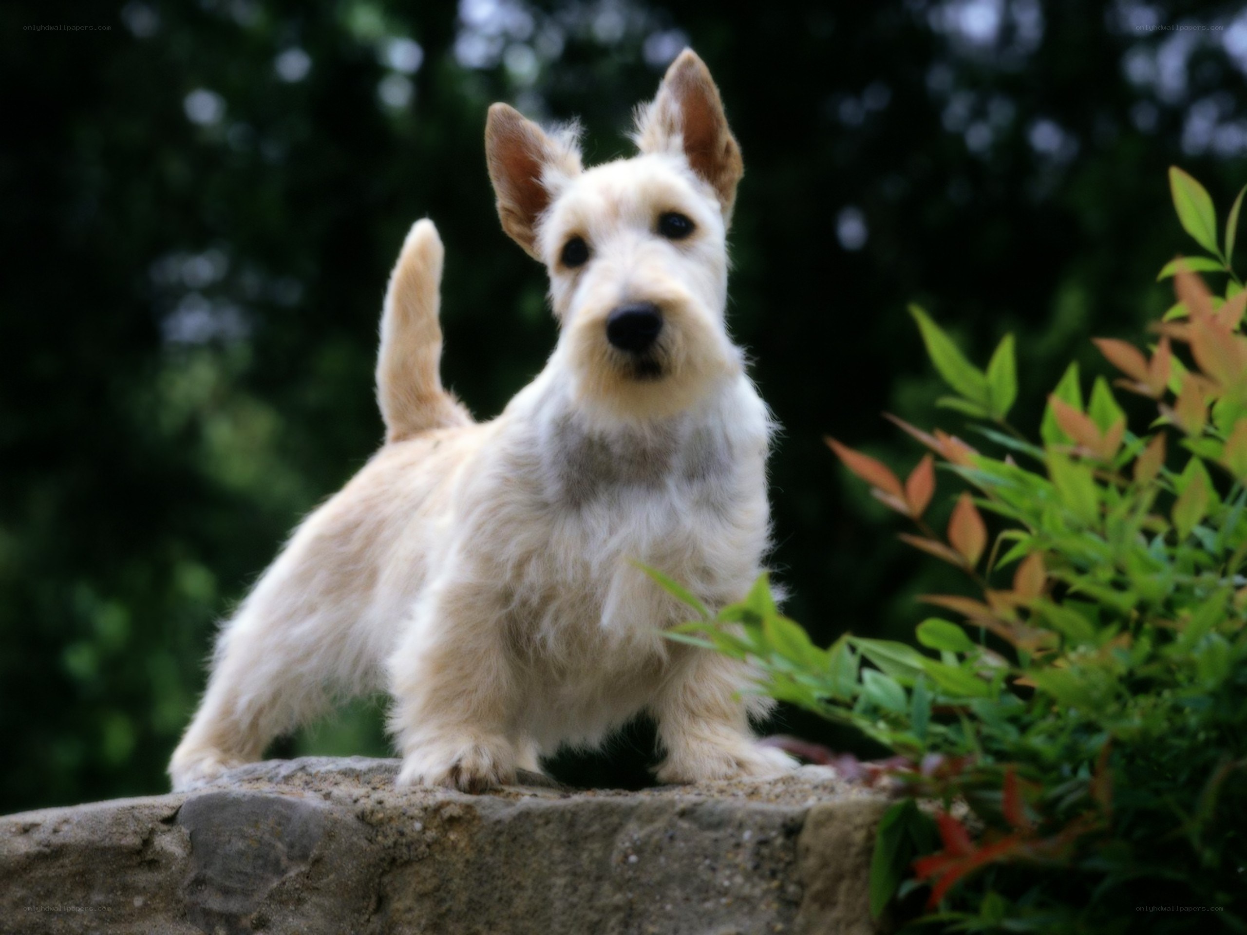 Scottish terrier on a stone wall
