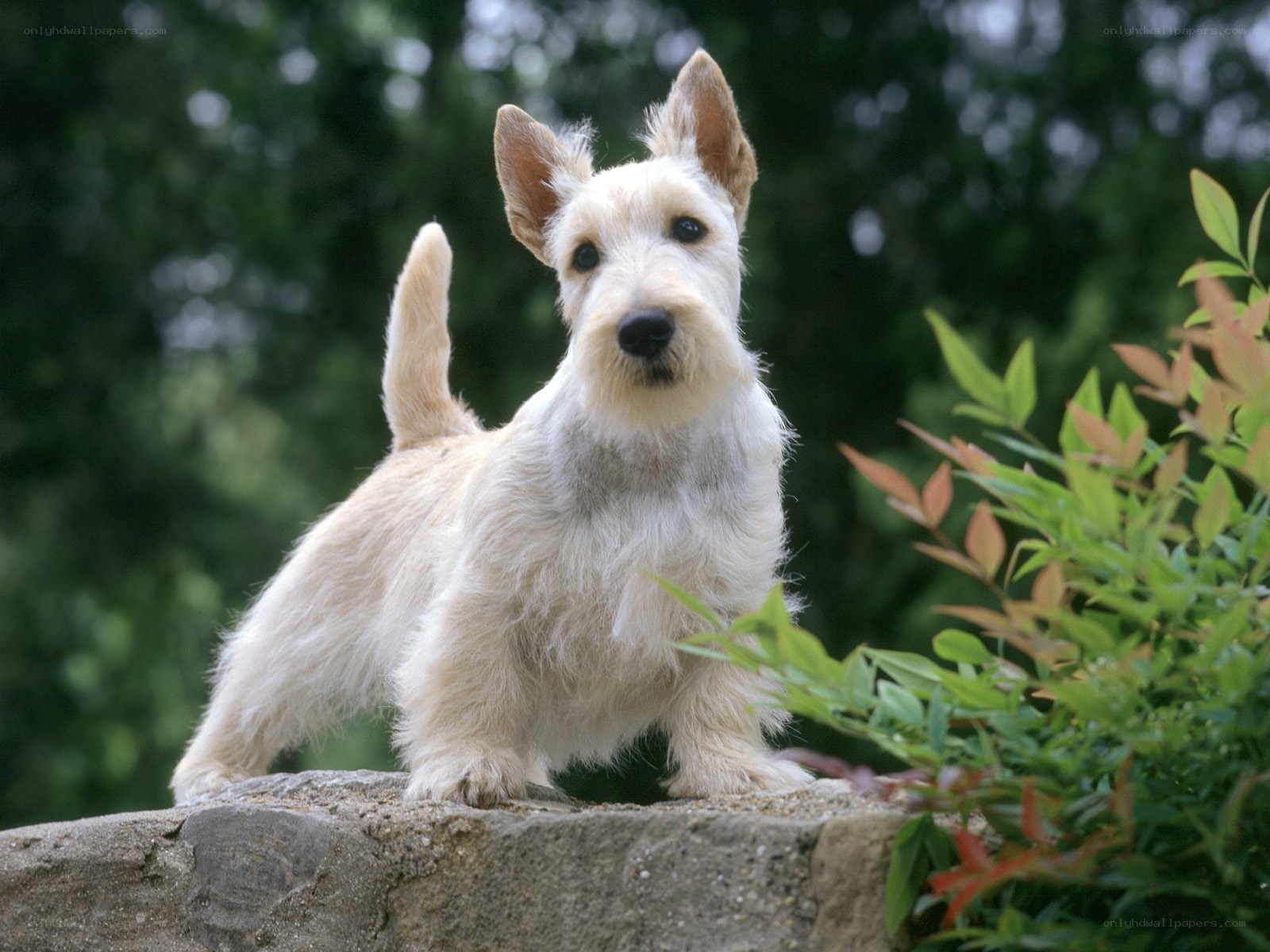 Scottish terrier on a stone wall