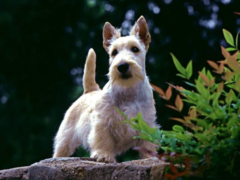 Scottish terrier on a stone wall