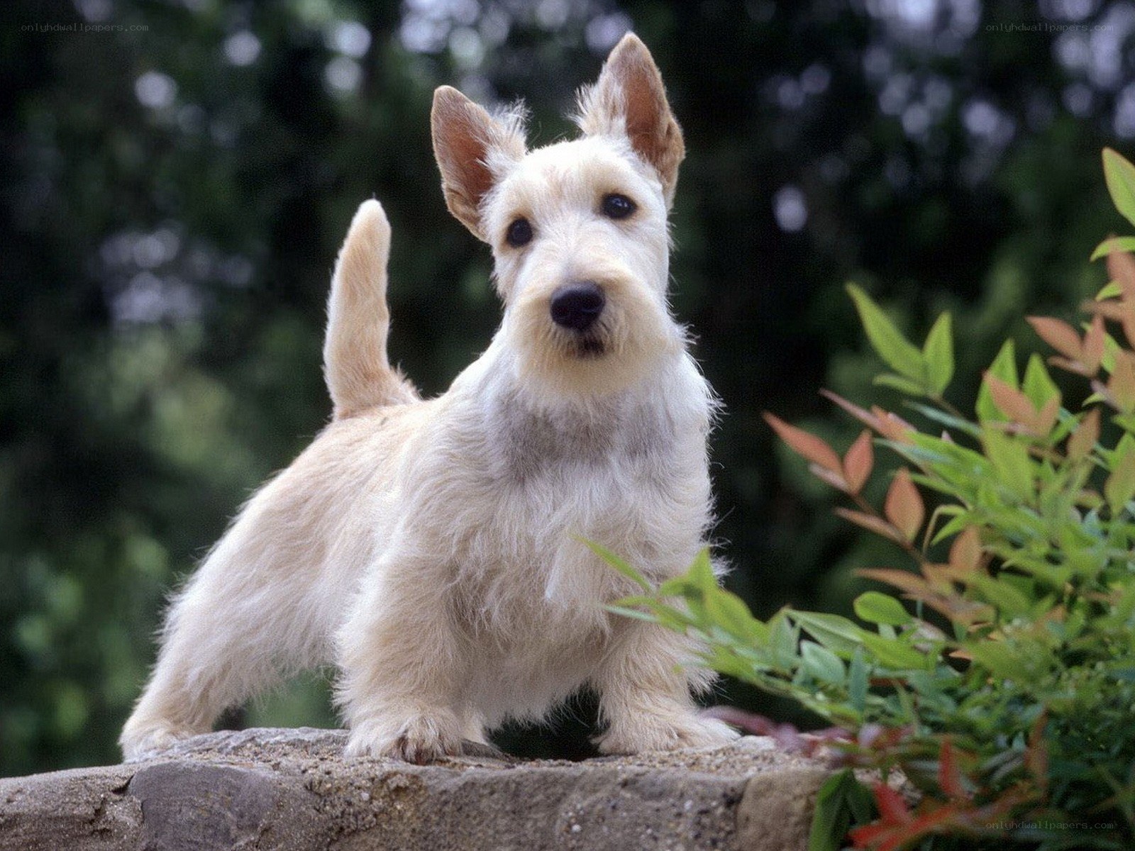 Scottish terrier on a stone wall