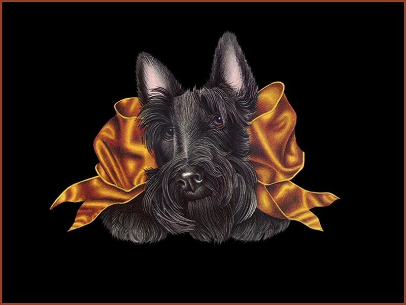 Scottish Terrier with golden bow