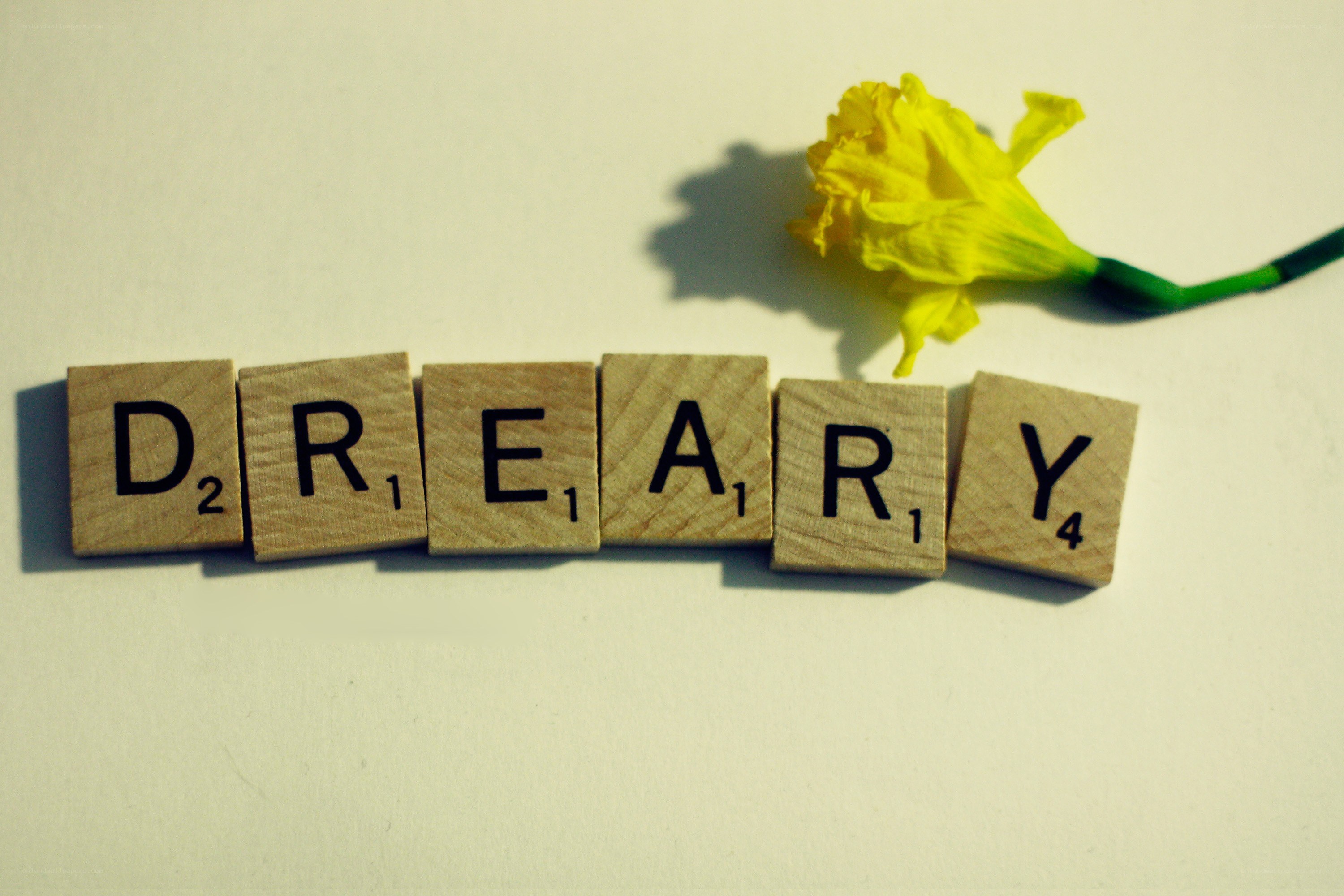Scrabble tiles spell dreamy with a daffodil