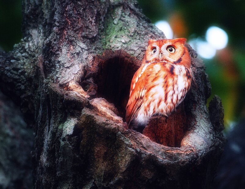 Screech Owl in Tree