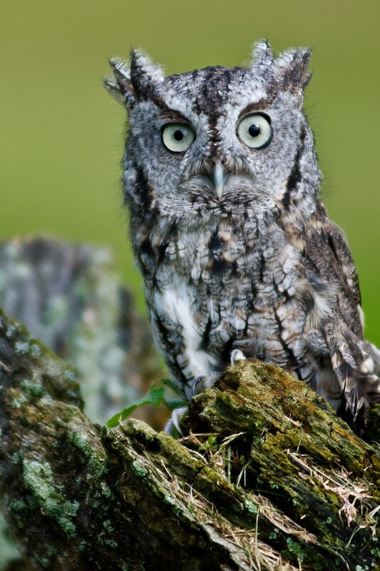 Screech Owl on Branch — Gray, Alert