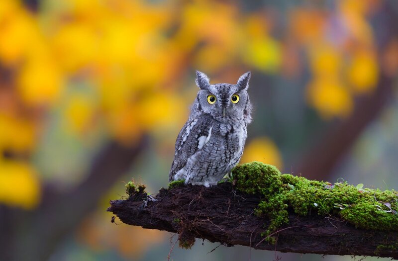 Screech Owl on Branch — Green
