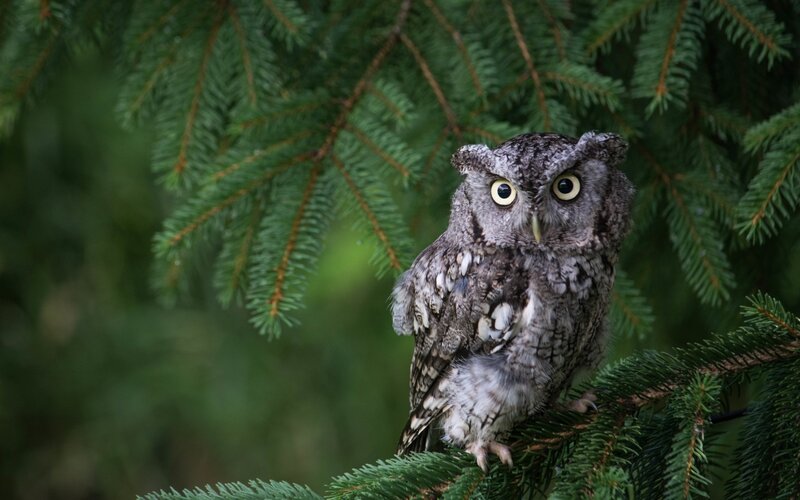 Screech Owl on Branch