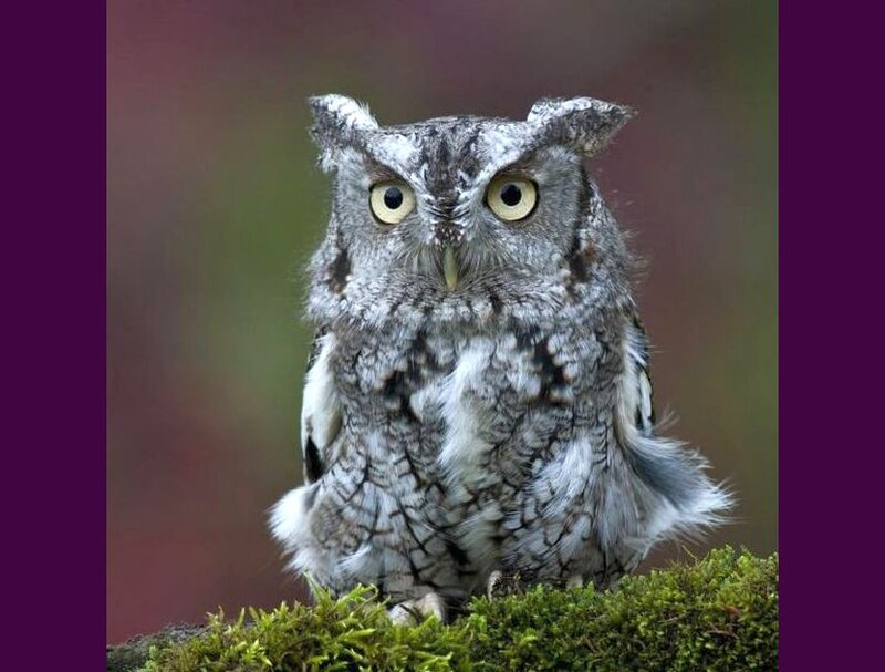 Screech Owl on Moss