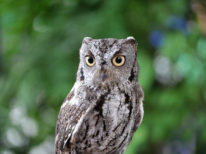 Screech Owl