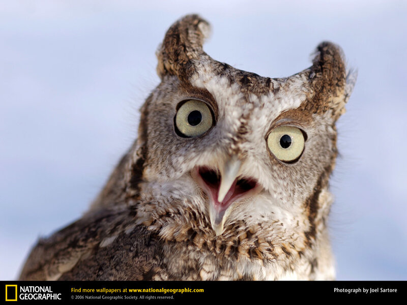 Screech Owl with Open Beak