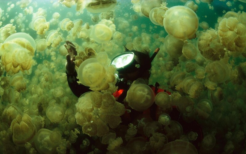 scuba diver among jellyfish