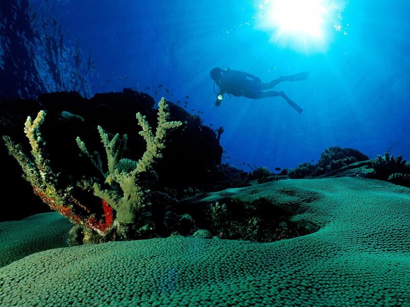 Scuba diver exploring coral reef