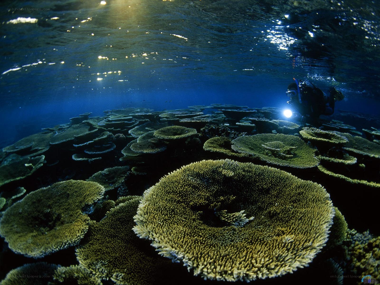 scuba diver exploring coral reef