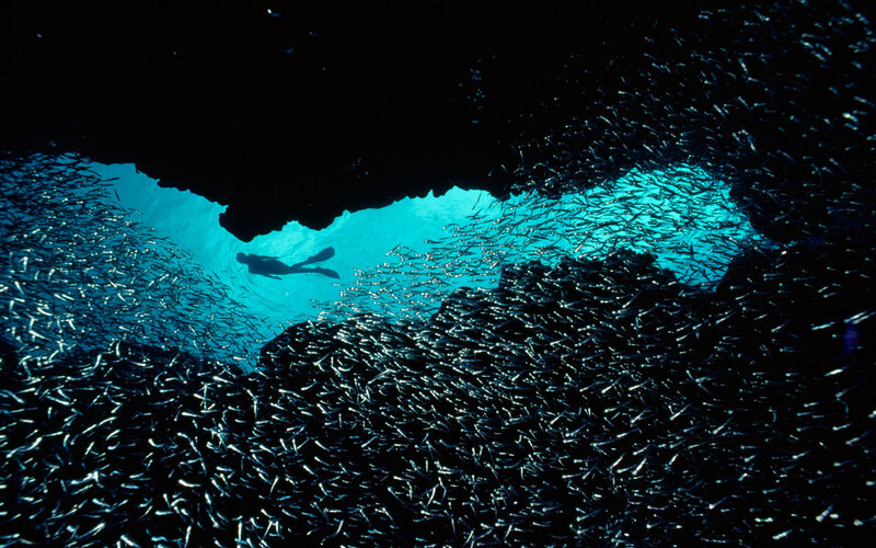 Scuba Diver in Cave — Blue, Dramatic, Photograph, Fish School