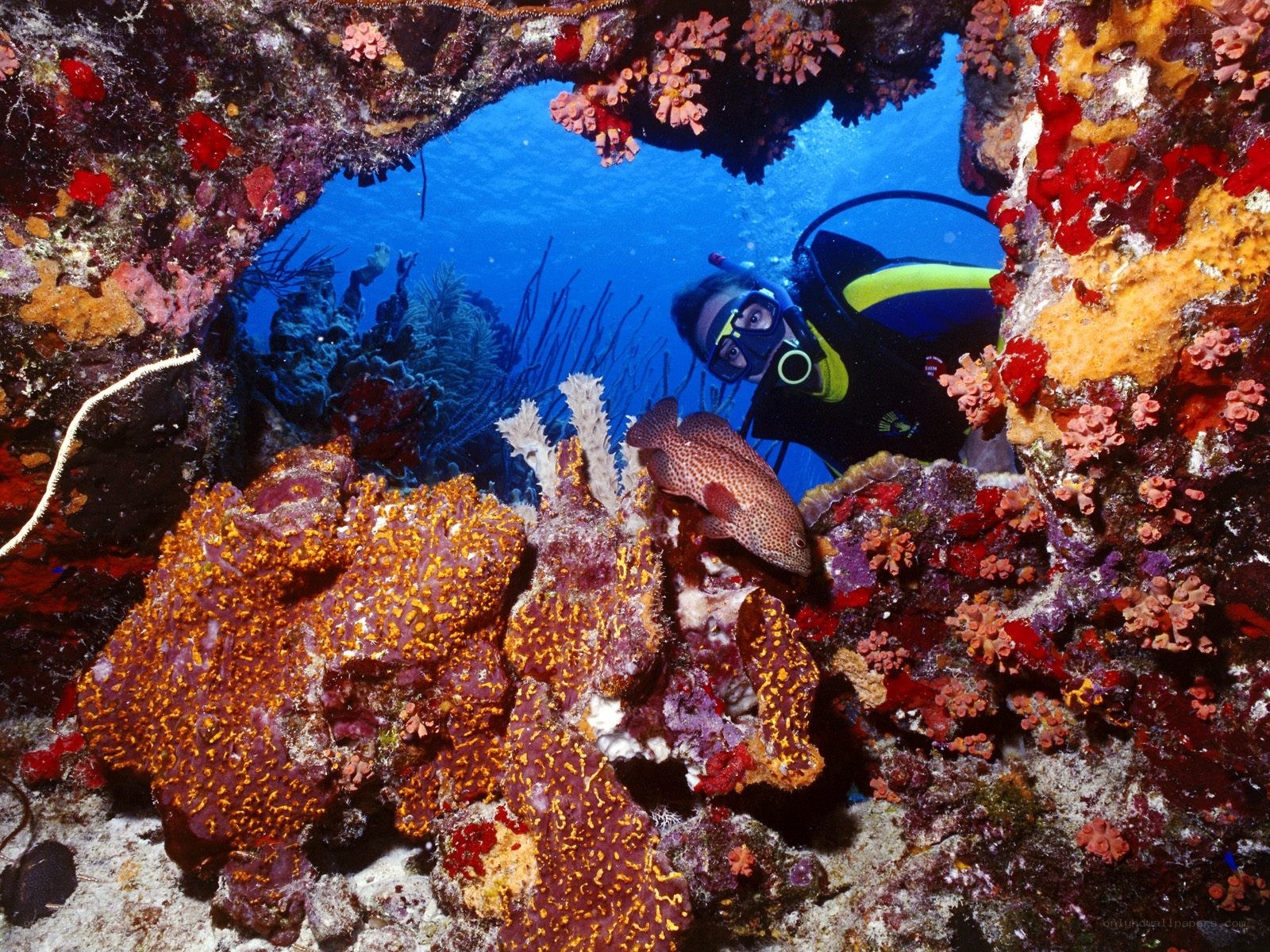 scuba diver in coral reef