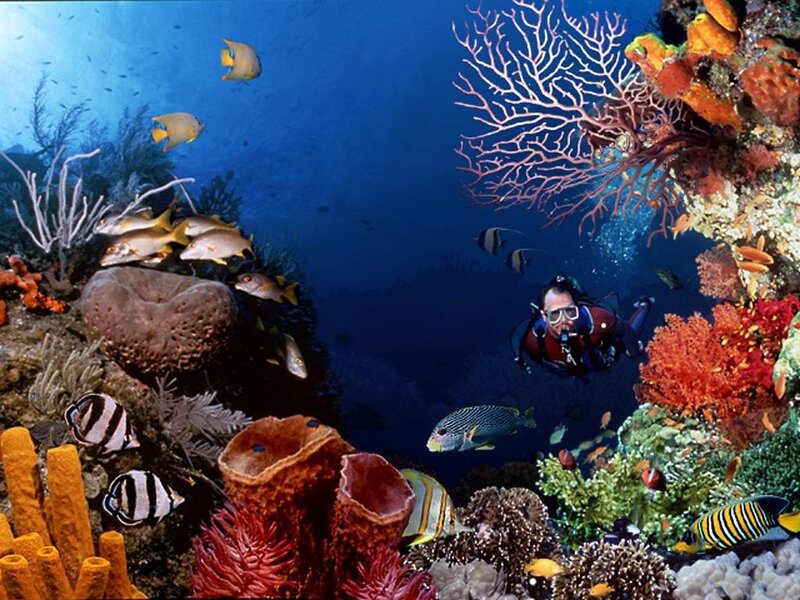 Scuba Diver in Coral Reef — Blue