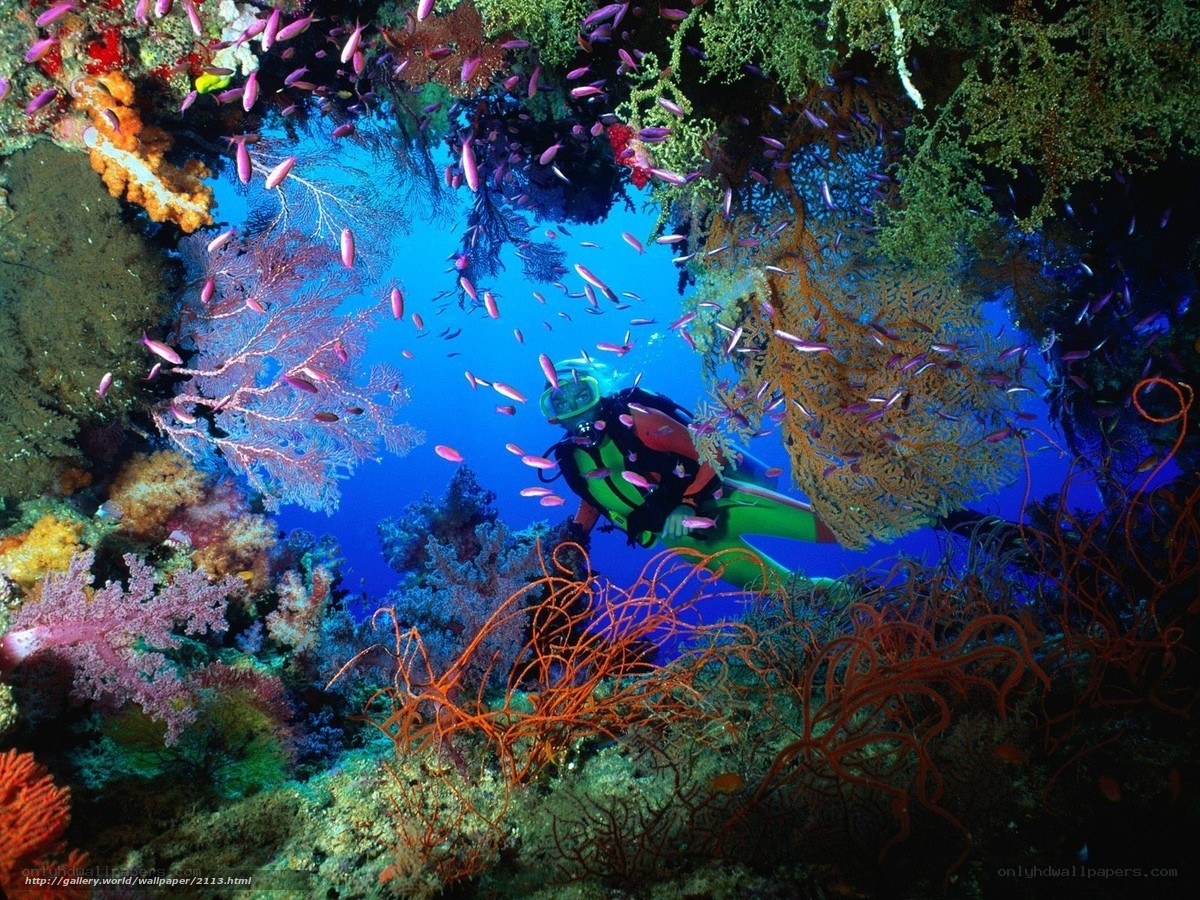Scuba diver in coral reef