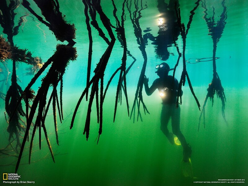 Scuba Diver in Mangrove