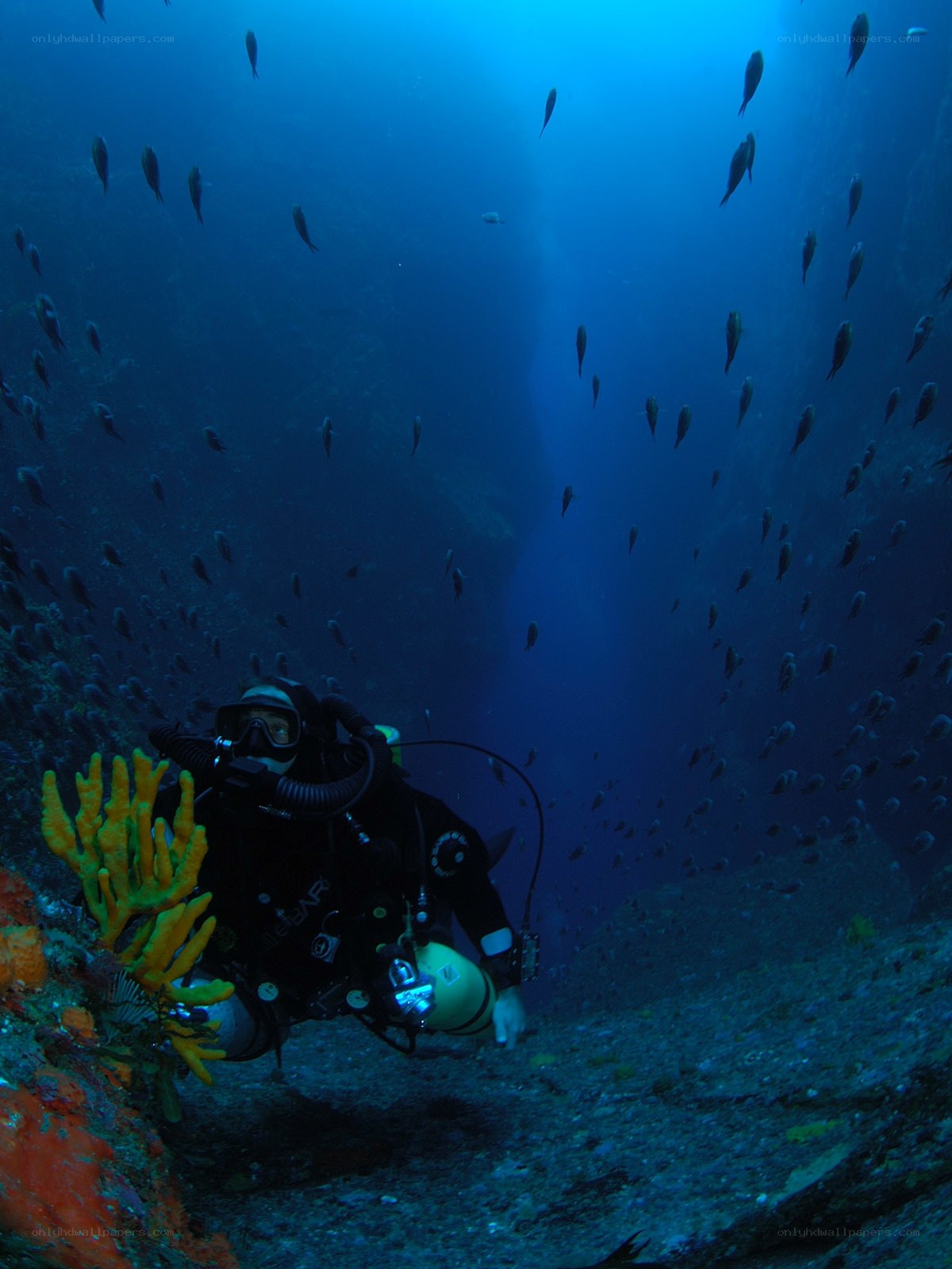 Scuba diver in underwater canyon