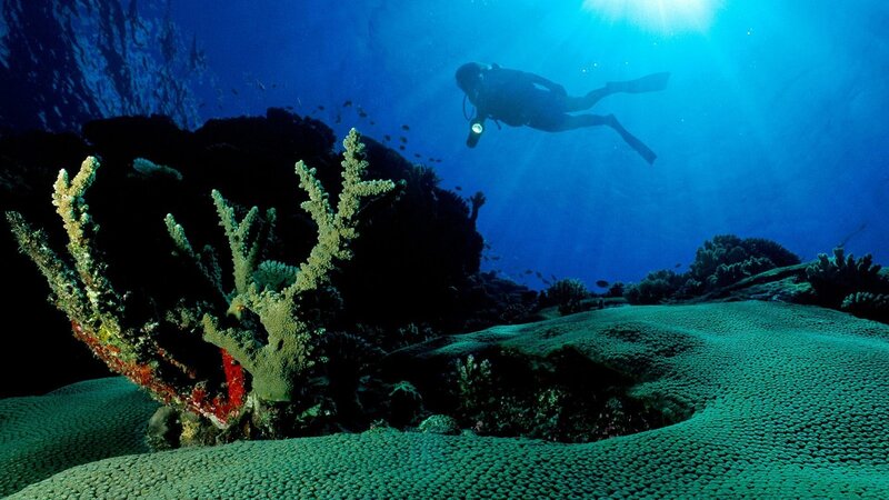 Scuba Diver Near Coral — Blue, Serene, Photograph, Fish, Reef