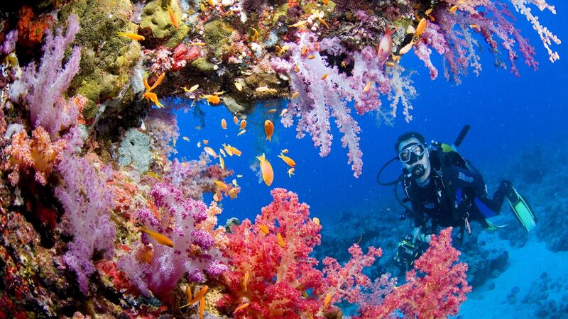 Scuba Diver Near Coral — Blue, Serene, Photograph, Fish