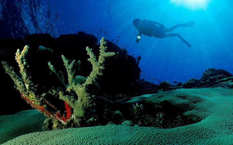 Scuba Diver Near Coral — Blue, Serene, Photograph