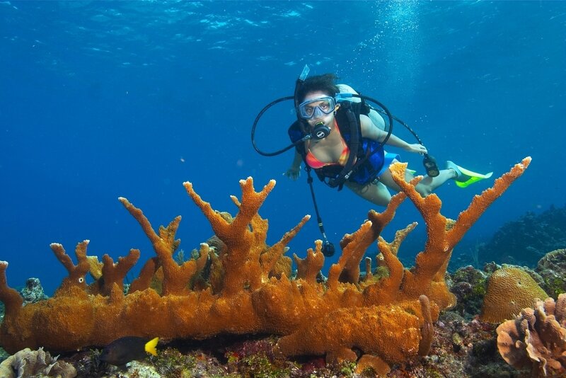 Scuba Diver Near Coral — Blue
