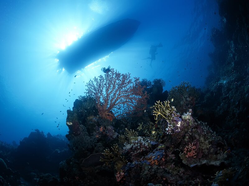 Scuba diver near coral reef
