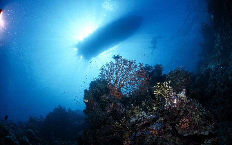 Scuba diver near coral reef