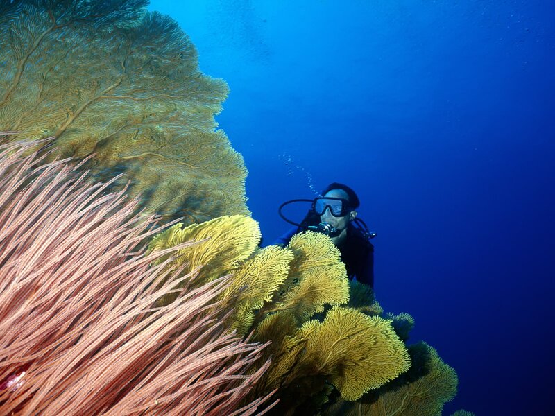 Scuba diver near coral reef