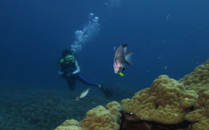 Scuba diver near coral reef