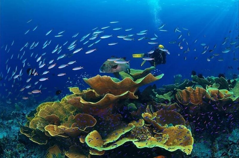 Scuba Diver Near Coral Reef — Blue, Serene