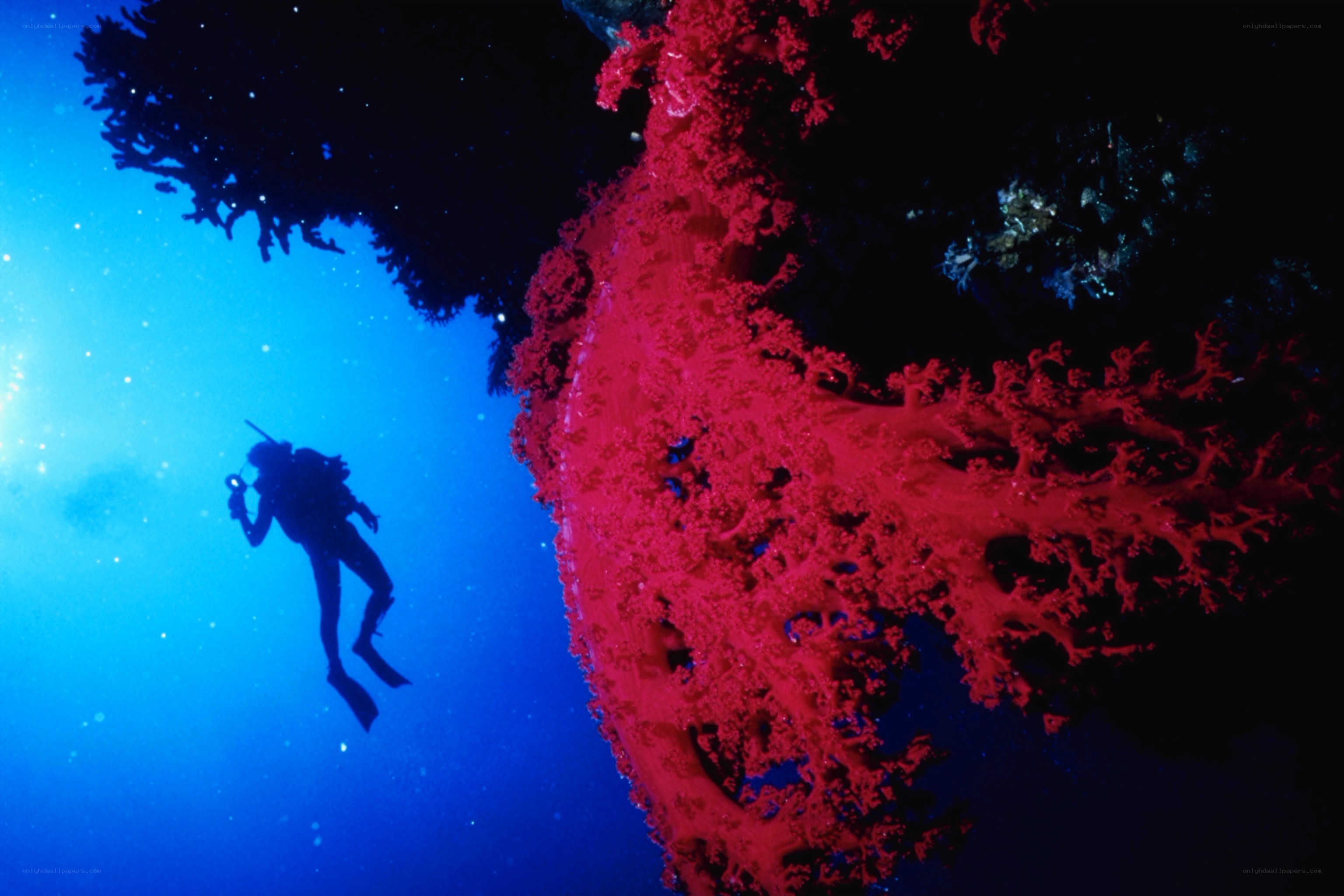 Scuba diver near coral reef